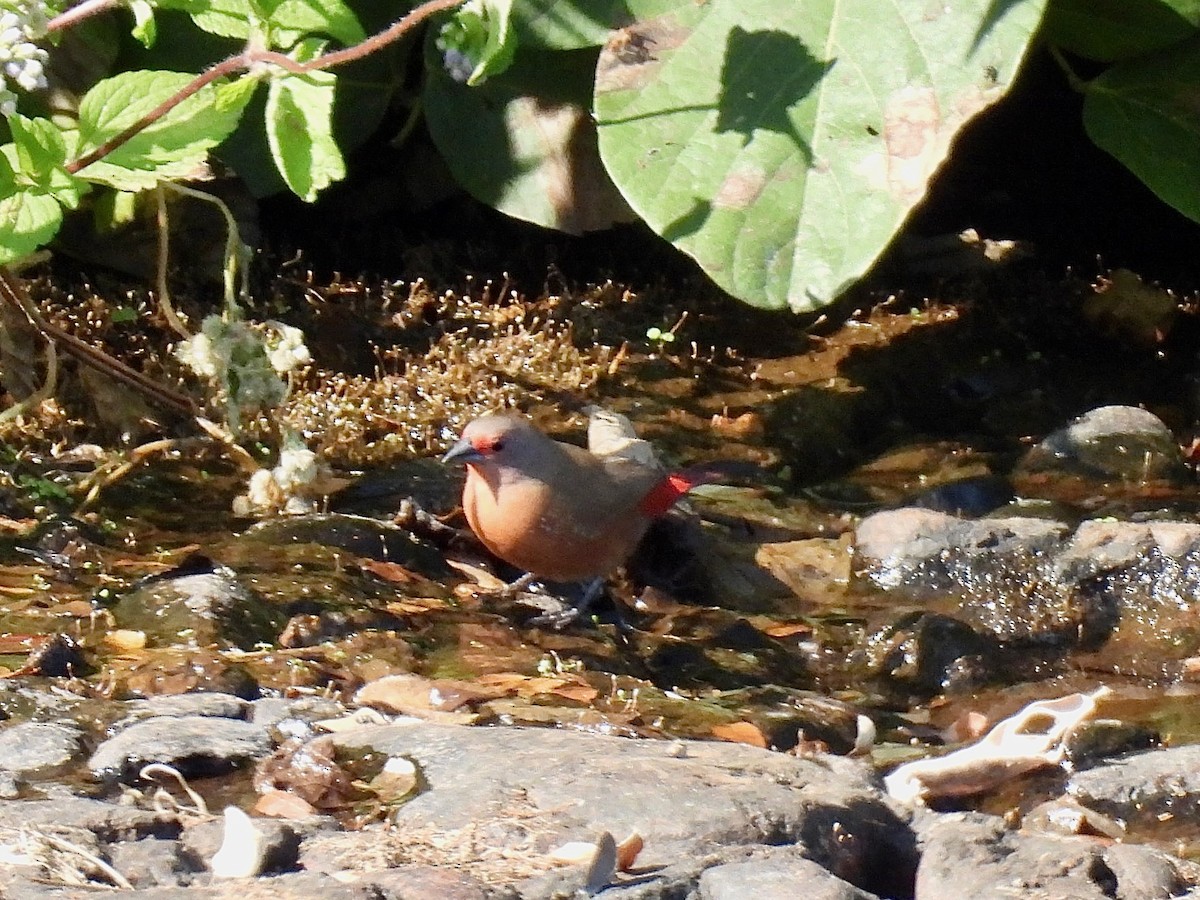 African Firefinch - ML638260041