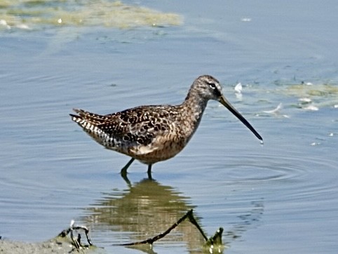 Long-billed Dowitcher - ML638260045