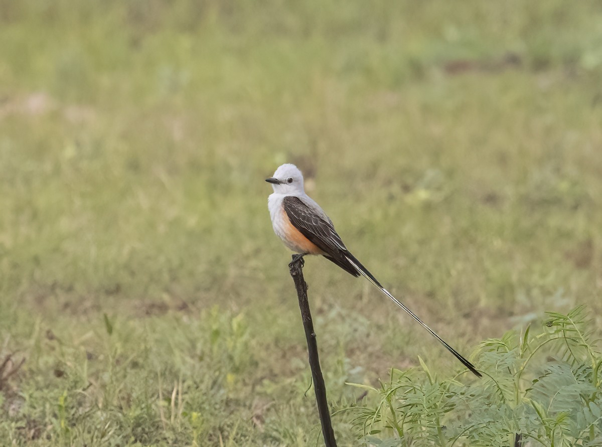 Scissor-tailed Flycatcher - ML638260048
