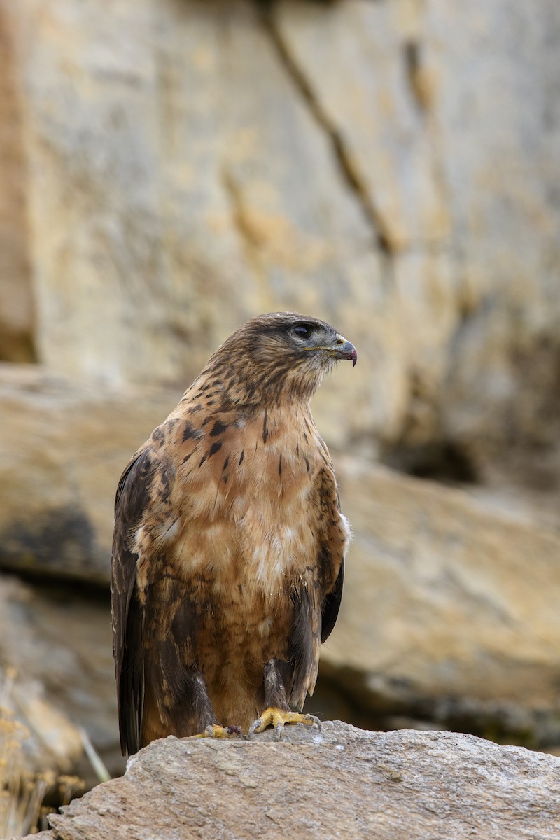 Upland Buzzard - ML638260051