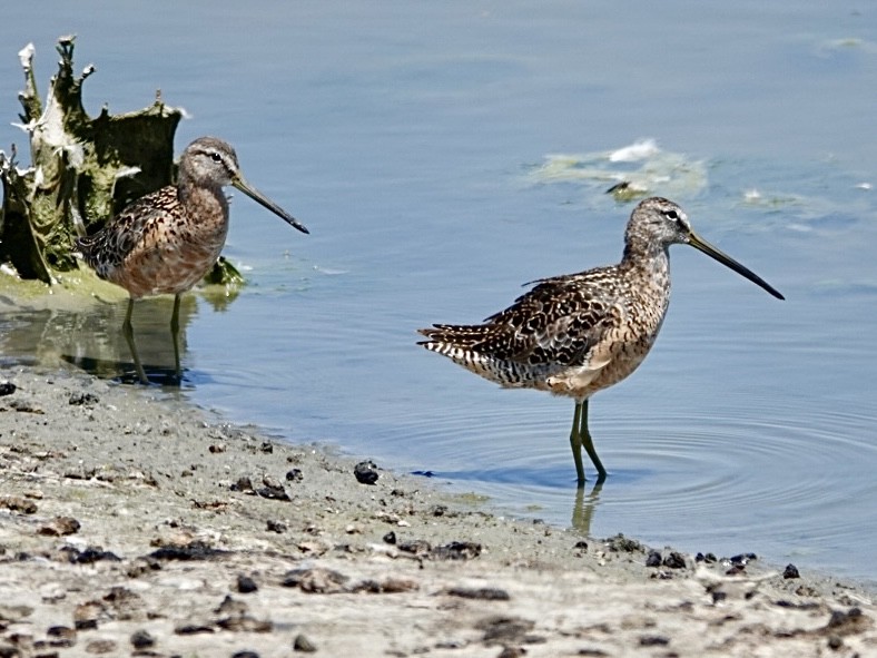Long-billed Dowitcher - ML638260054