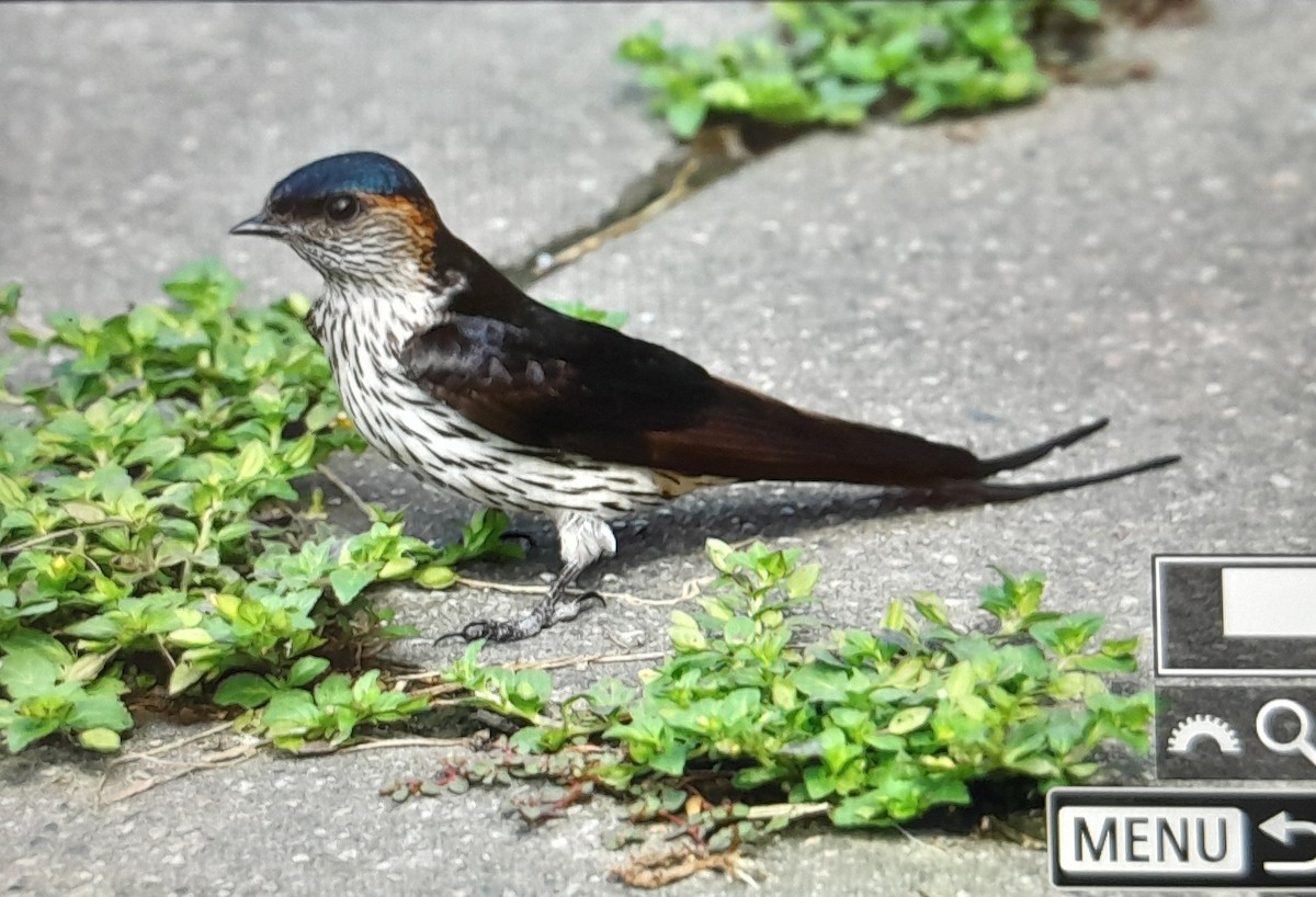 Eastern Red-rumped Swallow (Striated) - ML638260058