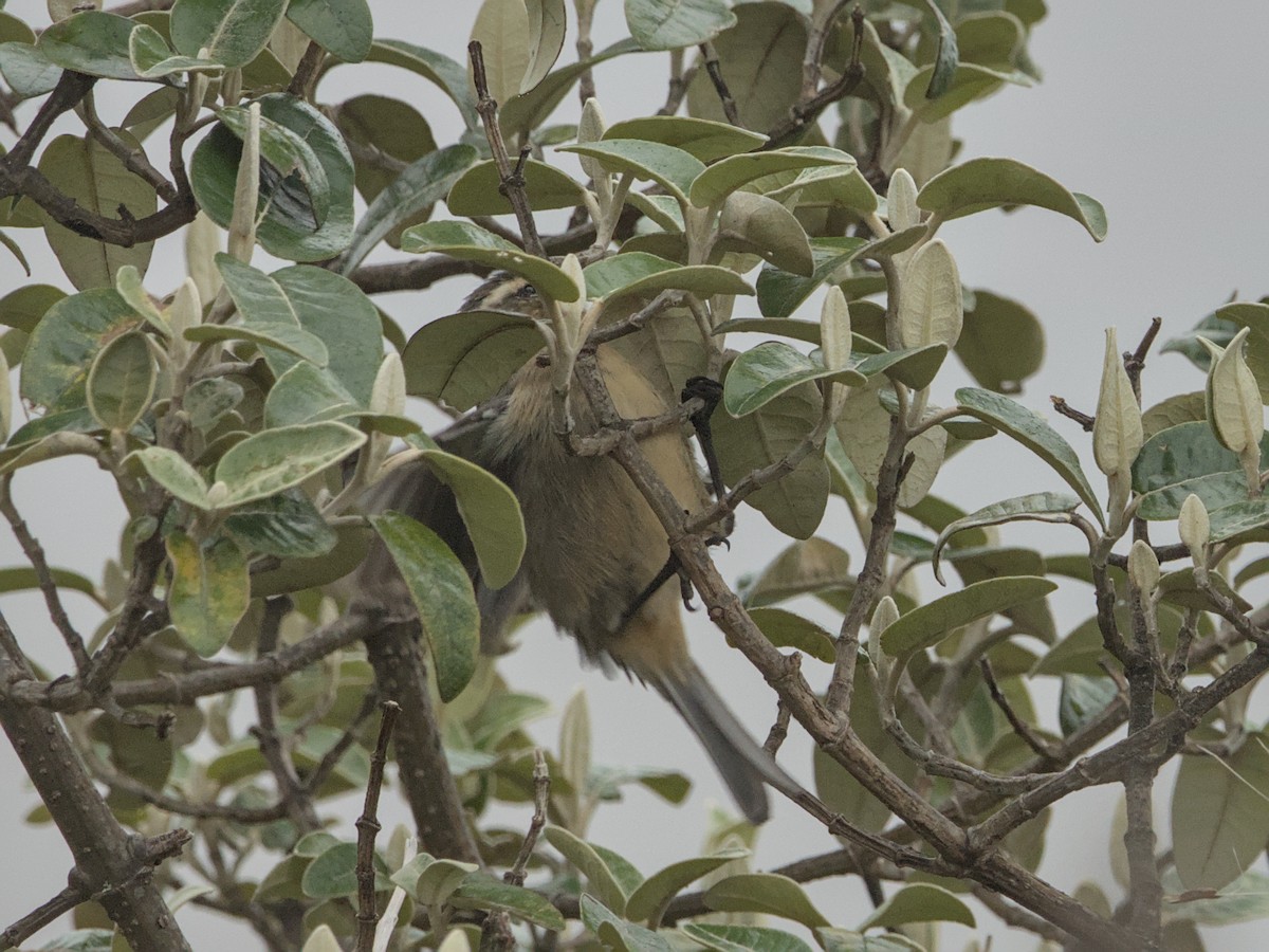 Cinereous Conebill - ML638260061