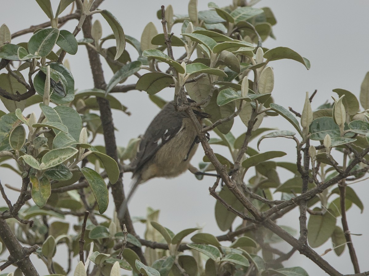 Cinereous Conebill - ML638260062