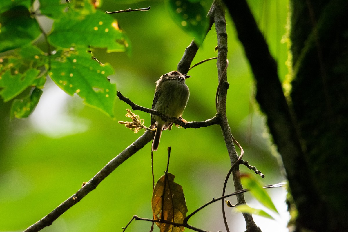 Scale-crested Pygmy-Tyrant - ML638260065
