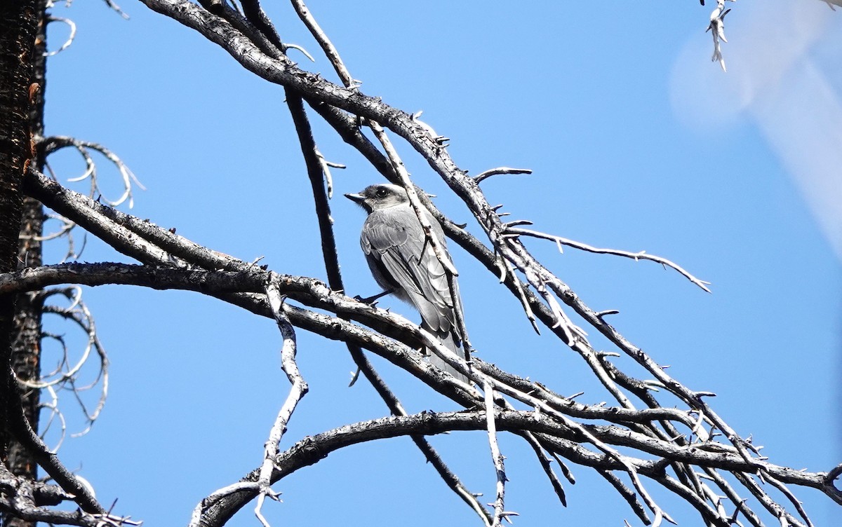 Canada Jay - ML638260066