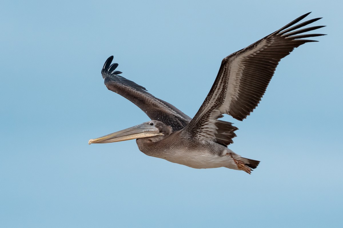 Brown Pelican - ML638260068