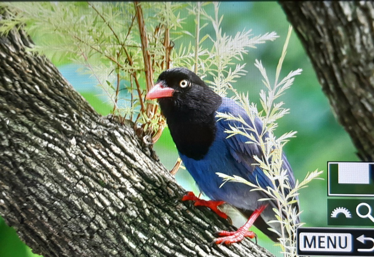 Taiwan Blue-Magpie - ML638260069
