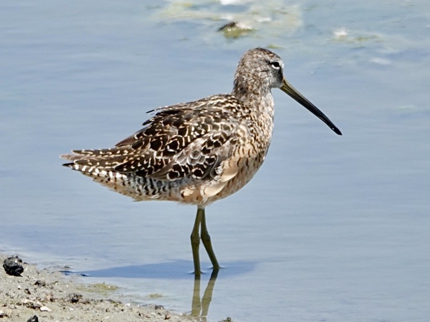 Long-billed Dowitcher - ML638260070