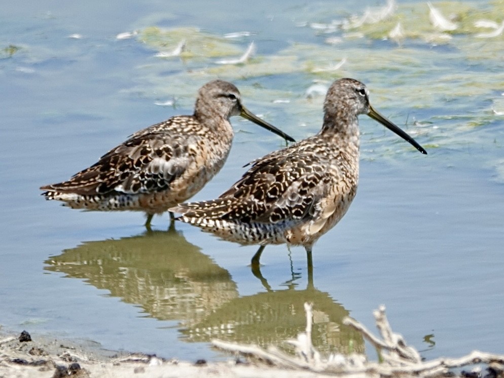 Long-billed Dowitcher - ML638260071