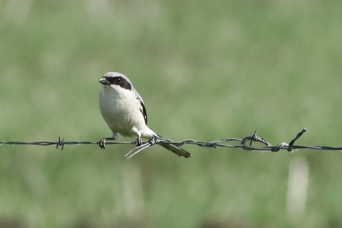 Loggerhead Shrike - ML638260072