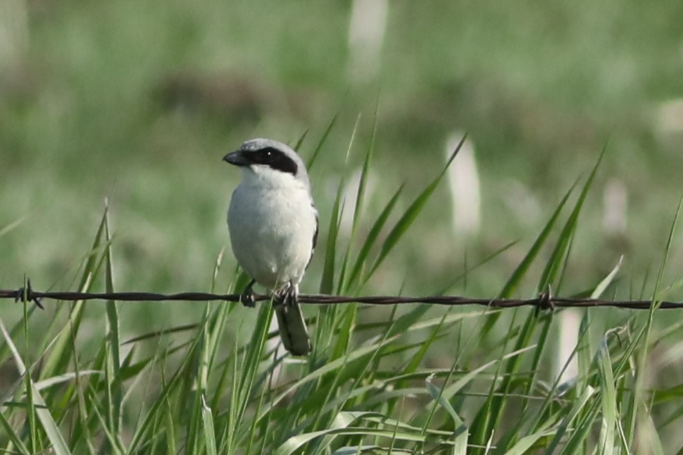 Loggerhead Shrike - ML638260073