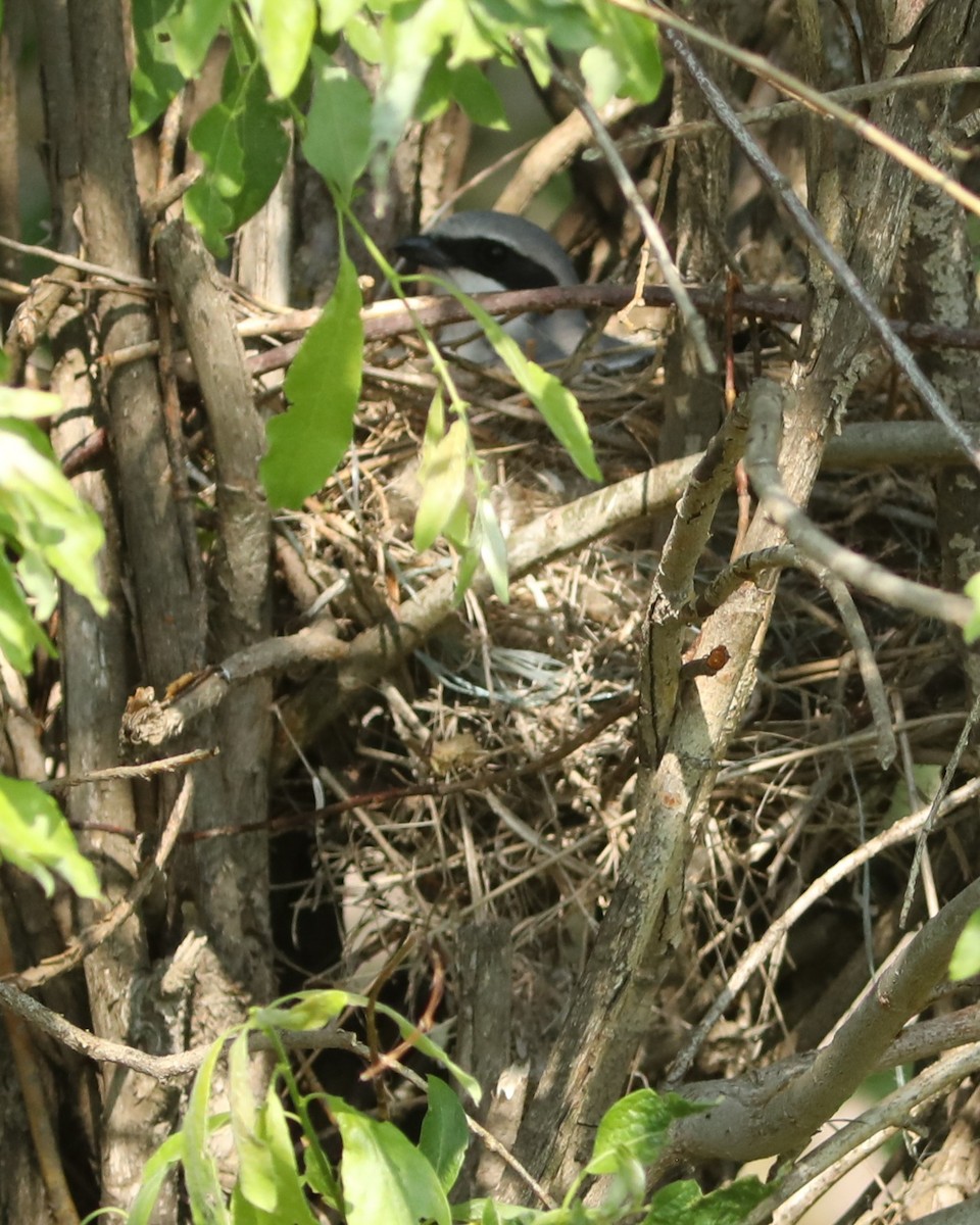 Loggerhead Shrike - ML638260074