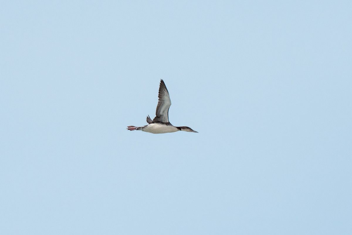 Pacific Loon - ML638260075