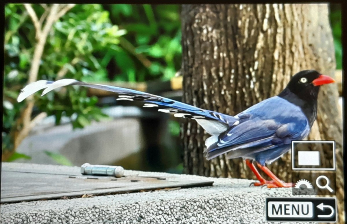 Taiwan Blue-Magpie - ML638260090