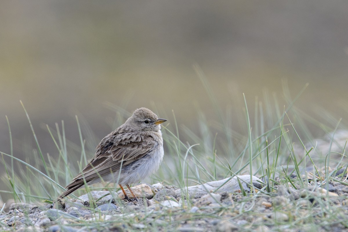 Hume's Lark - ML638260091