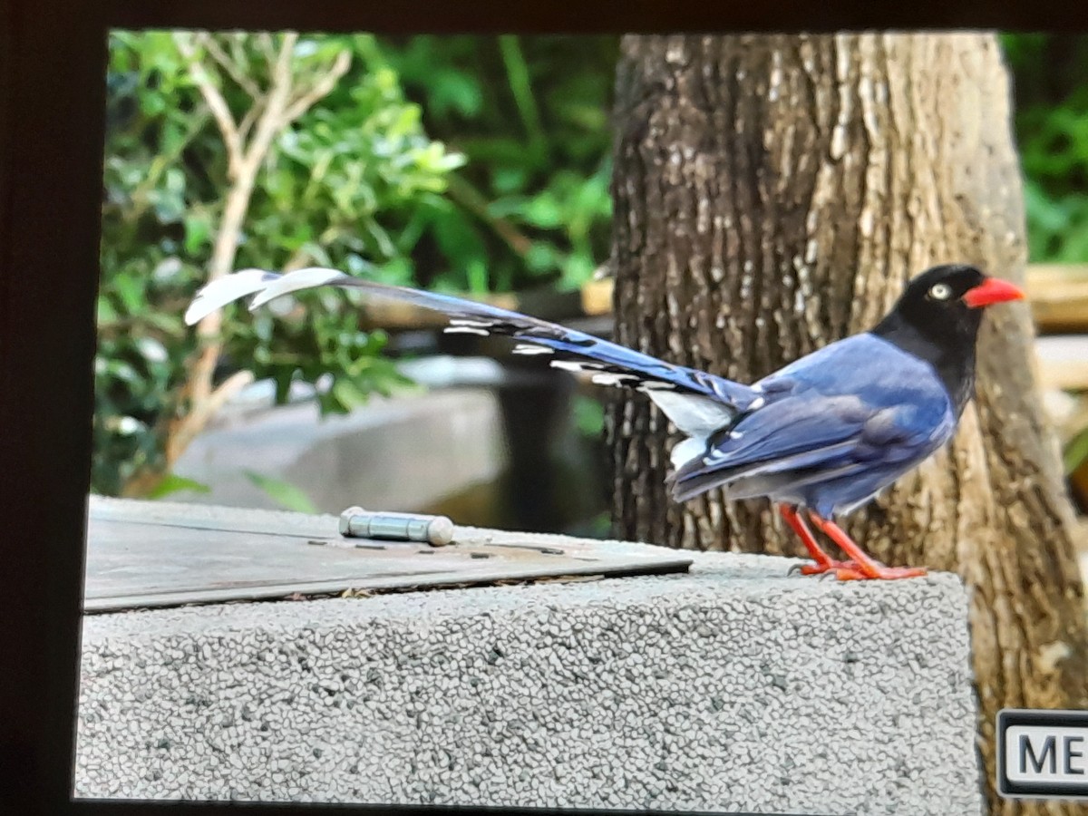 Taiwan Blue-Magpie - ML638260093