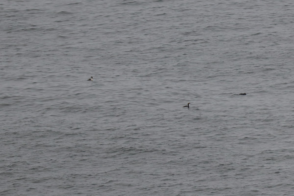 Pacific Loon - ML638260095