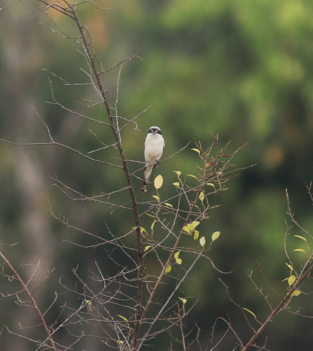 Bay-backed Shrike - ML638260104