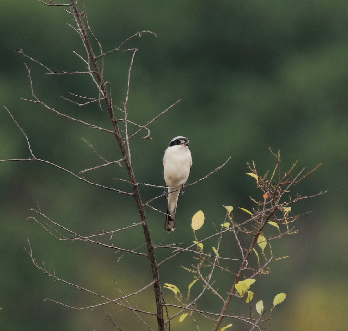 Bay-backed Shrike - ML638260106