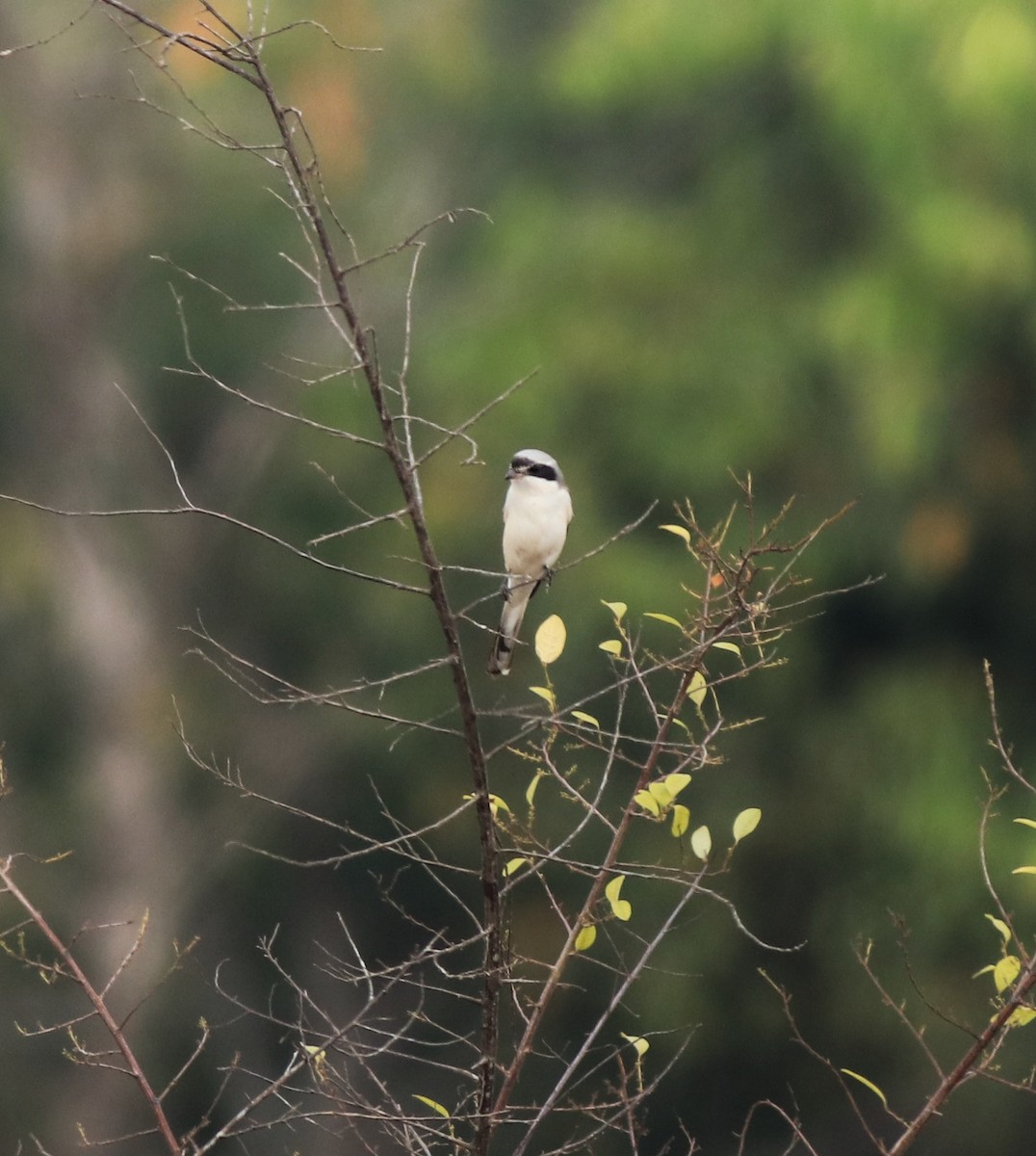 Bay-backed Shrike - ML638260107