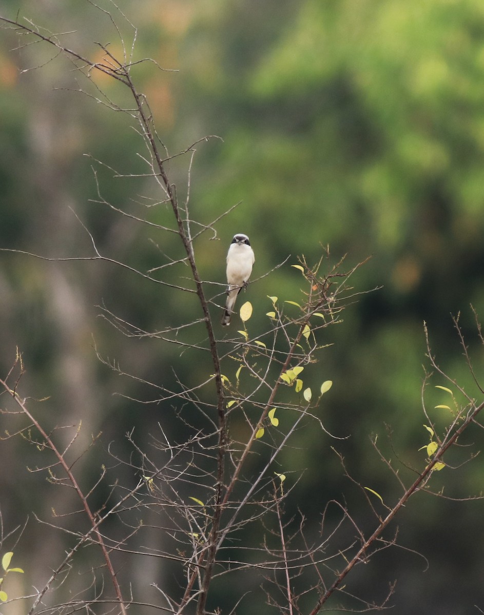 Bay-backed Shrike - ML638260108