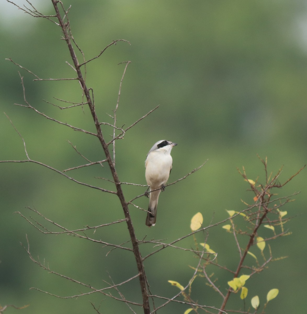 Bay-backed Shrike - ML638260109