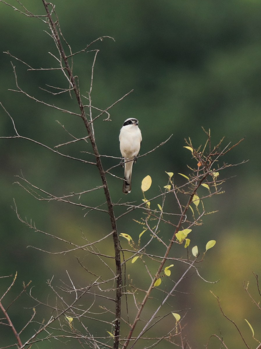 Bay-backed Shrike - ML638260110