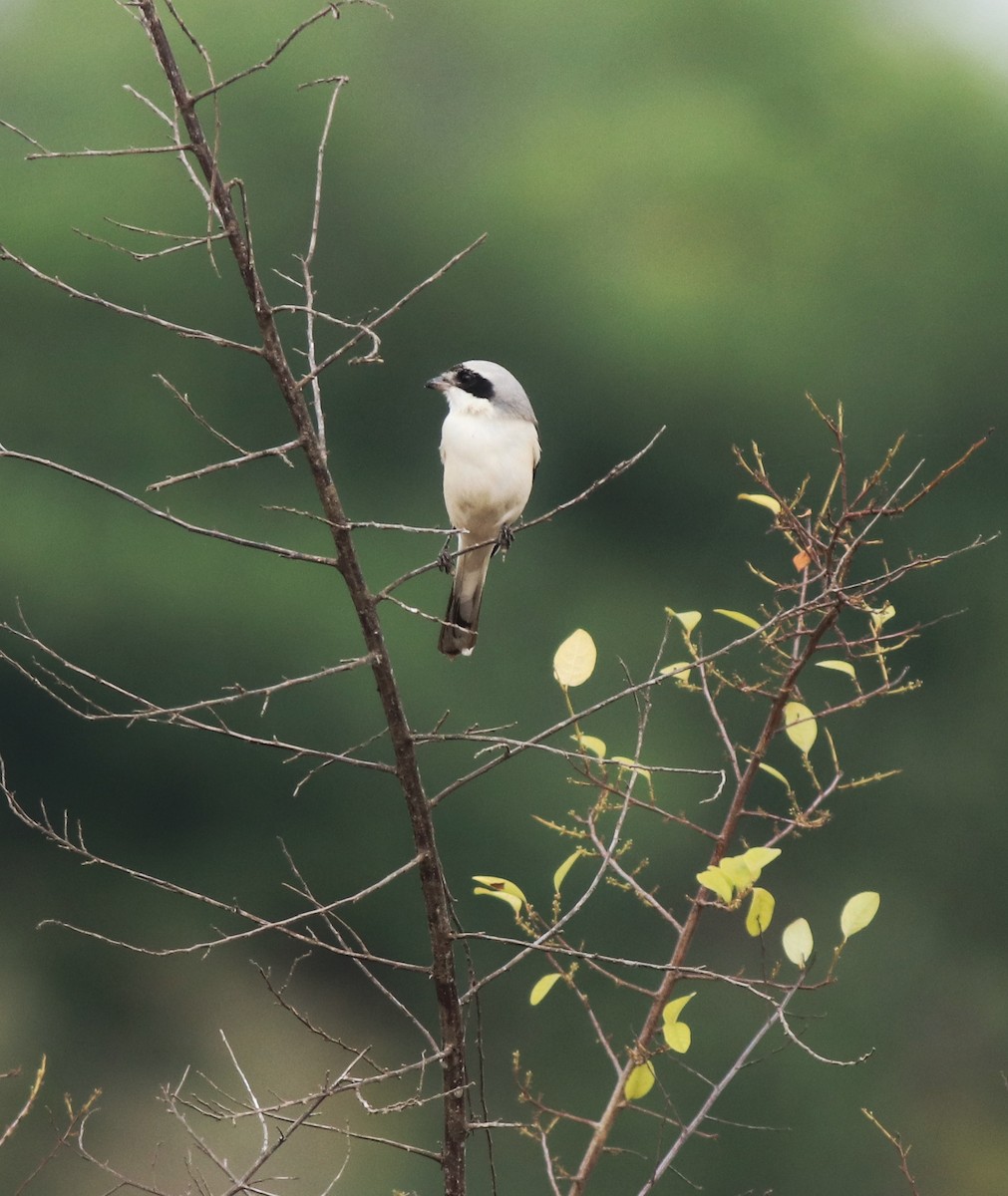 Bay-backed Shrike - ML638260111