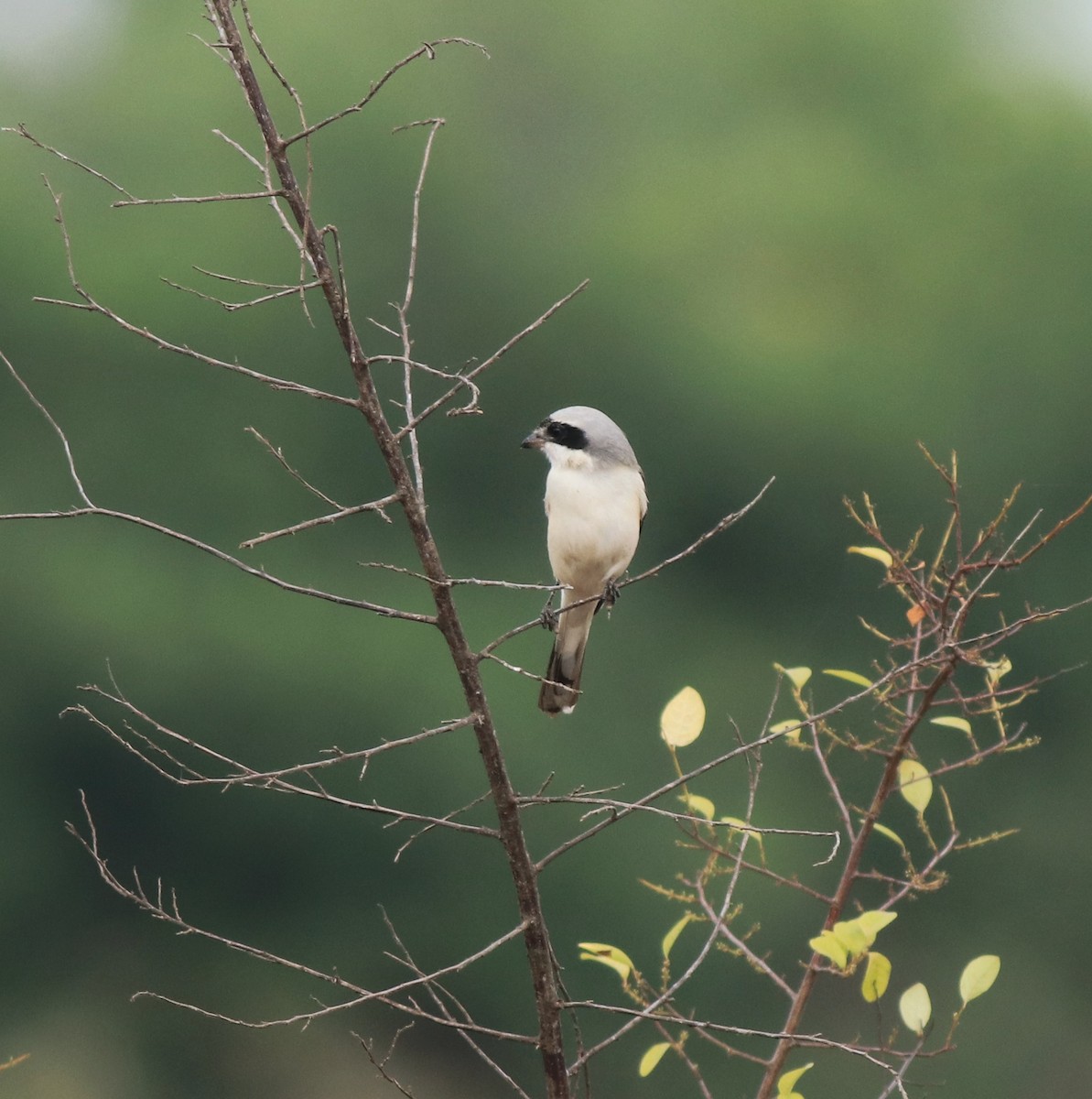 Bay-backed Shrike - ML638260112