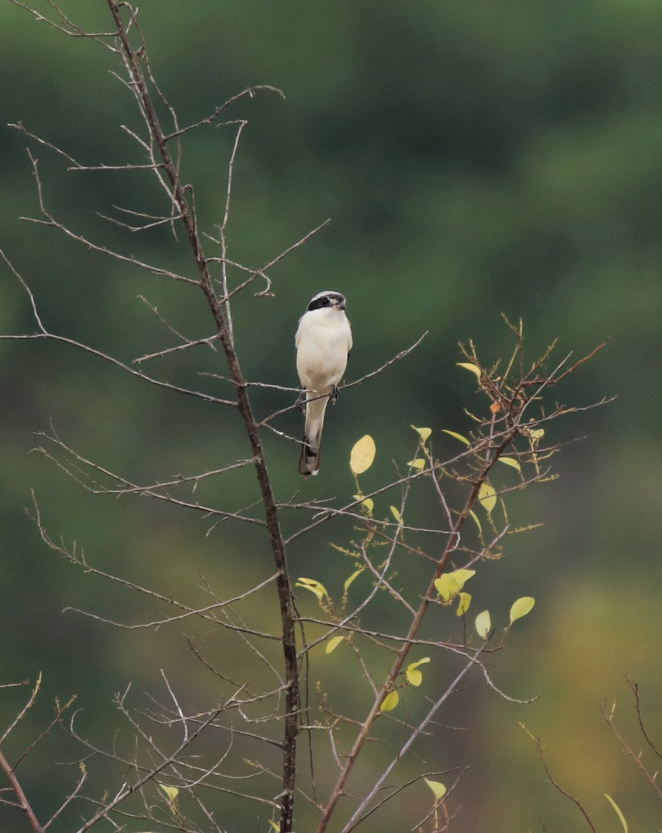 Bay-backed Shrike - ML638260113