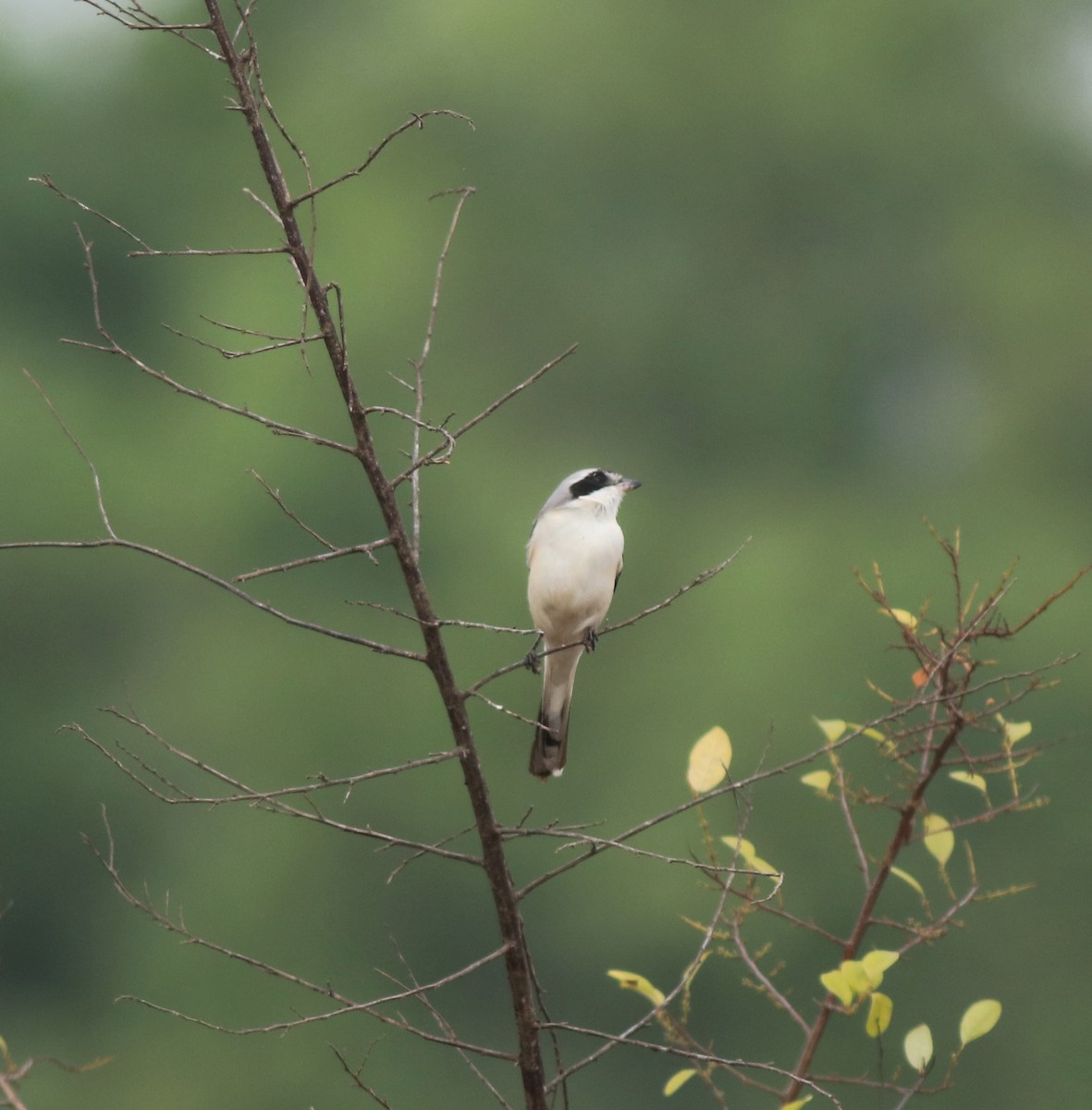 Bay-backed Shrike - ML638260115