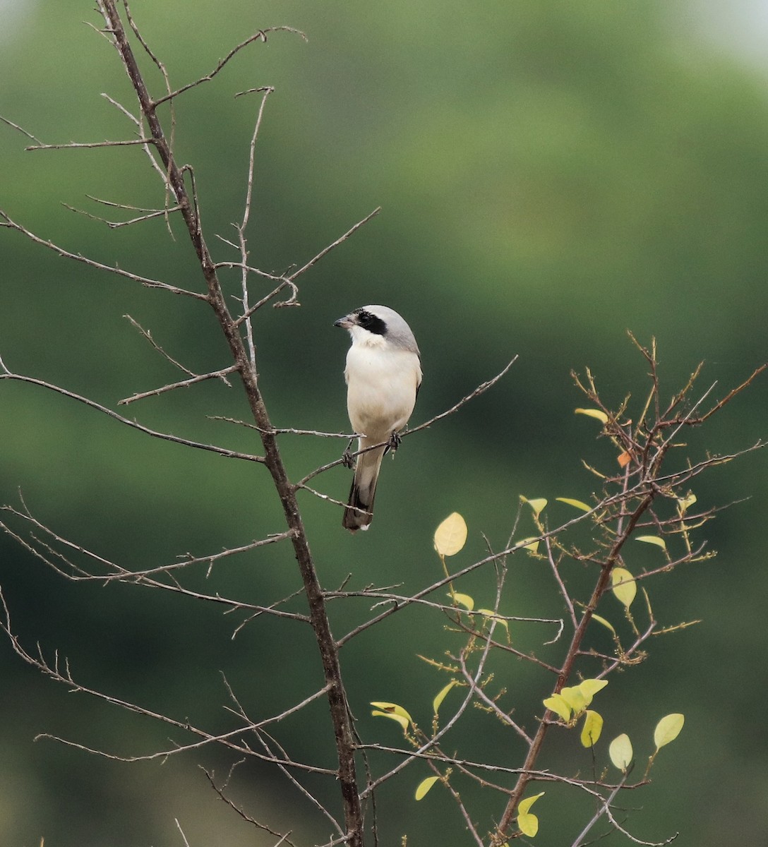 Bay-backed Shrike - ML638260116