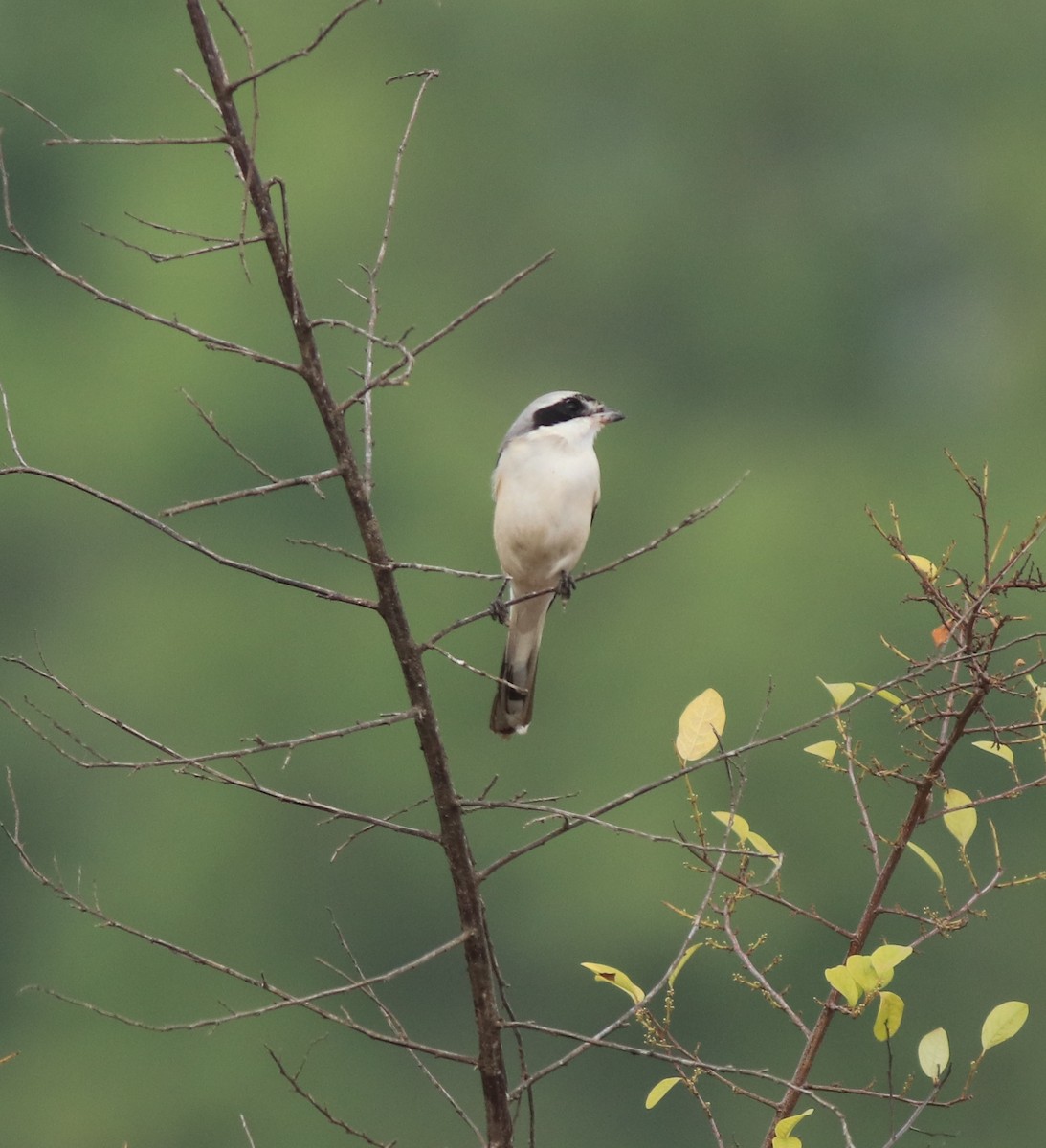 Bay-backed Shrike - ML638260117