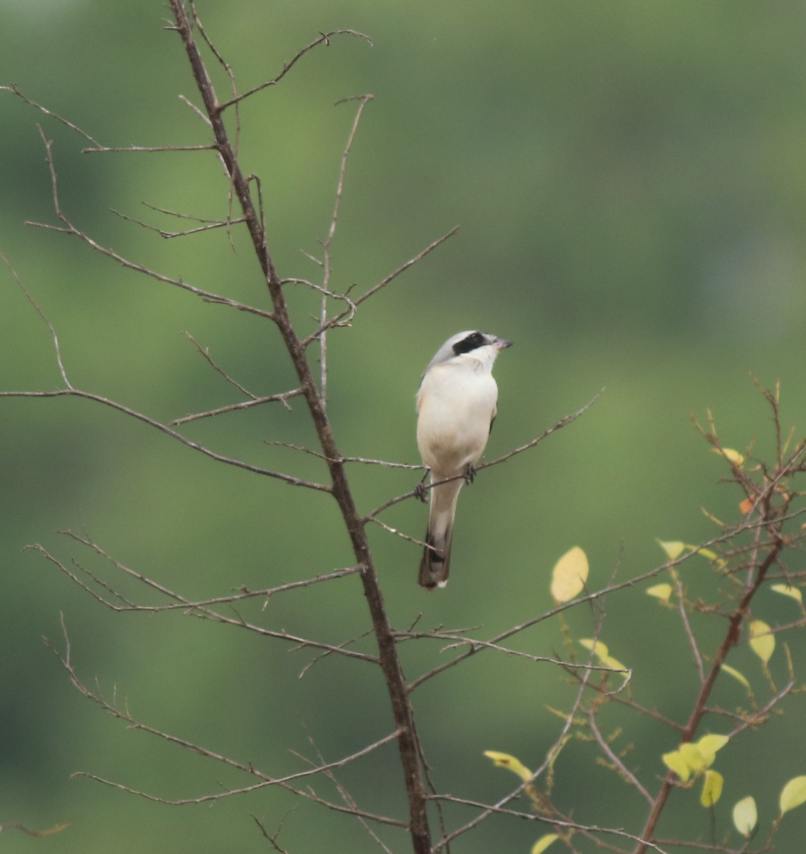 Bay-backed Shrike - ML638260118