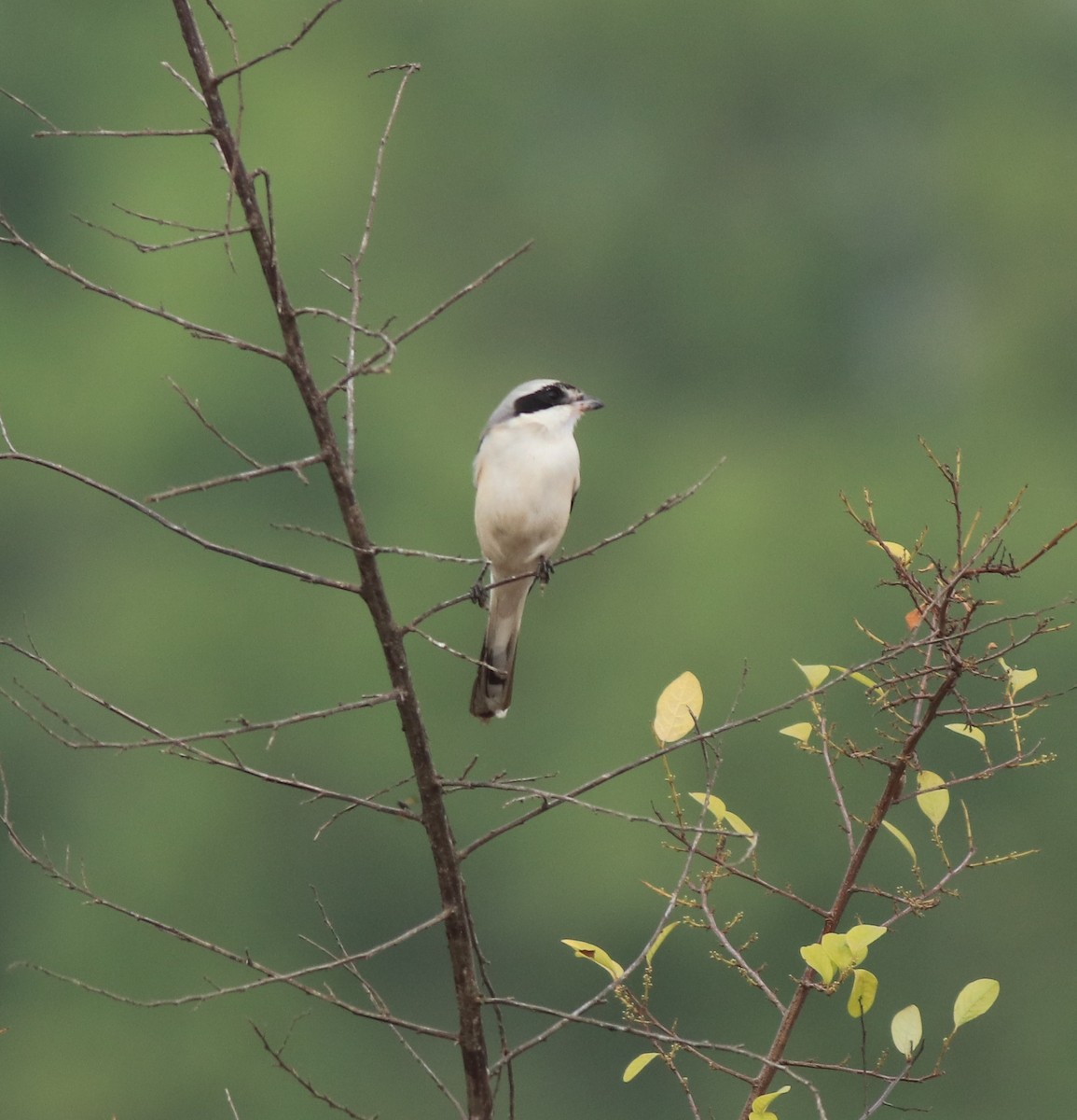 Bay-backed Shrike - ML638260119