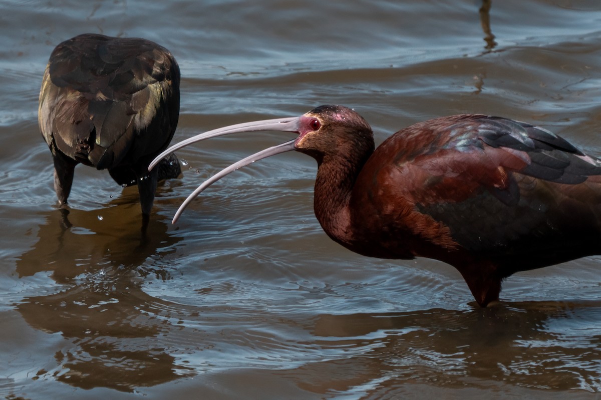 White-faced Ibis - ML638260128
