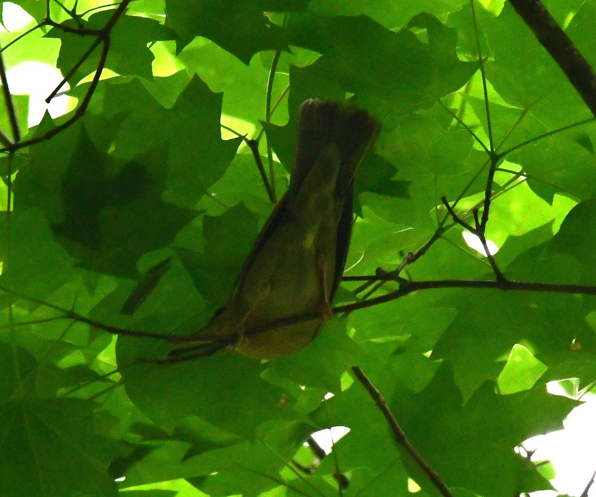 Worm-eating Warbler - ML638260139