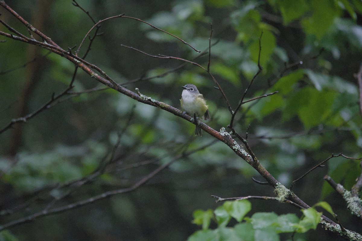 Graukopfvireo - ML638260141