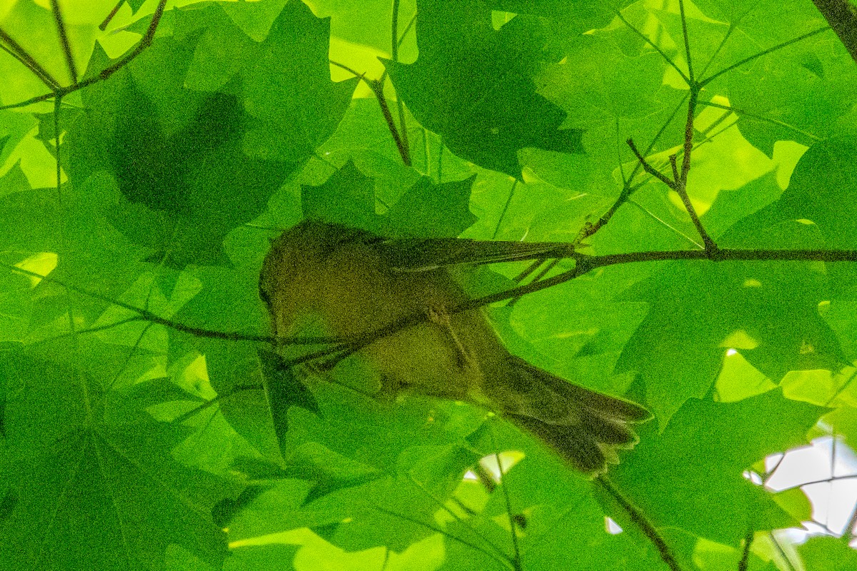 Worm-eating Warbler - ML638260142