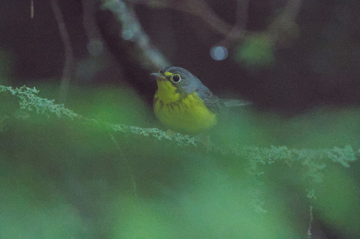 Canada Warbler - ML638260151