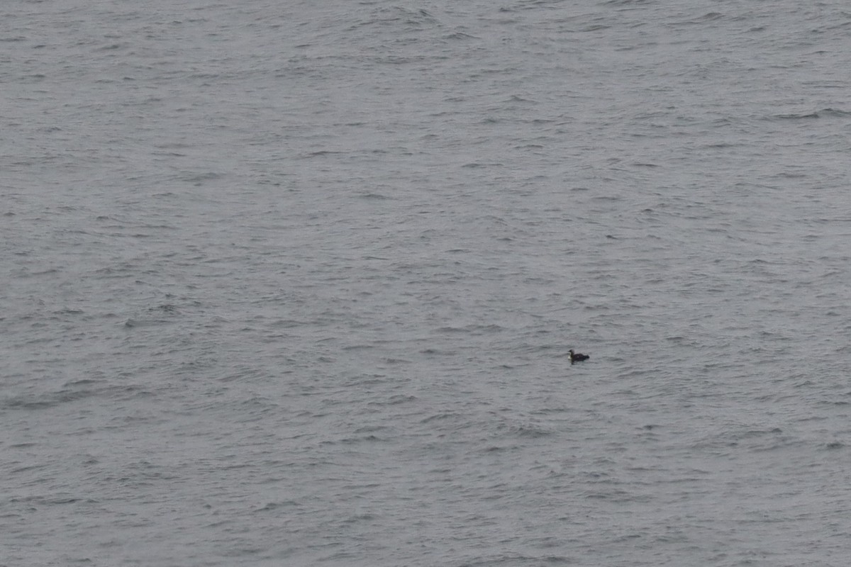Pacific Loon - ML638260153