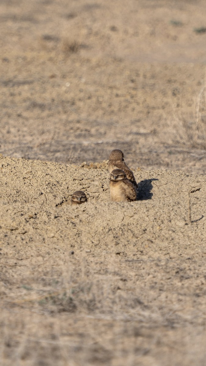 Burrowing Owl - ML638260169