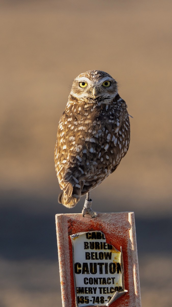 Burrowing Owl - ML638260170