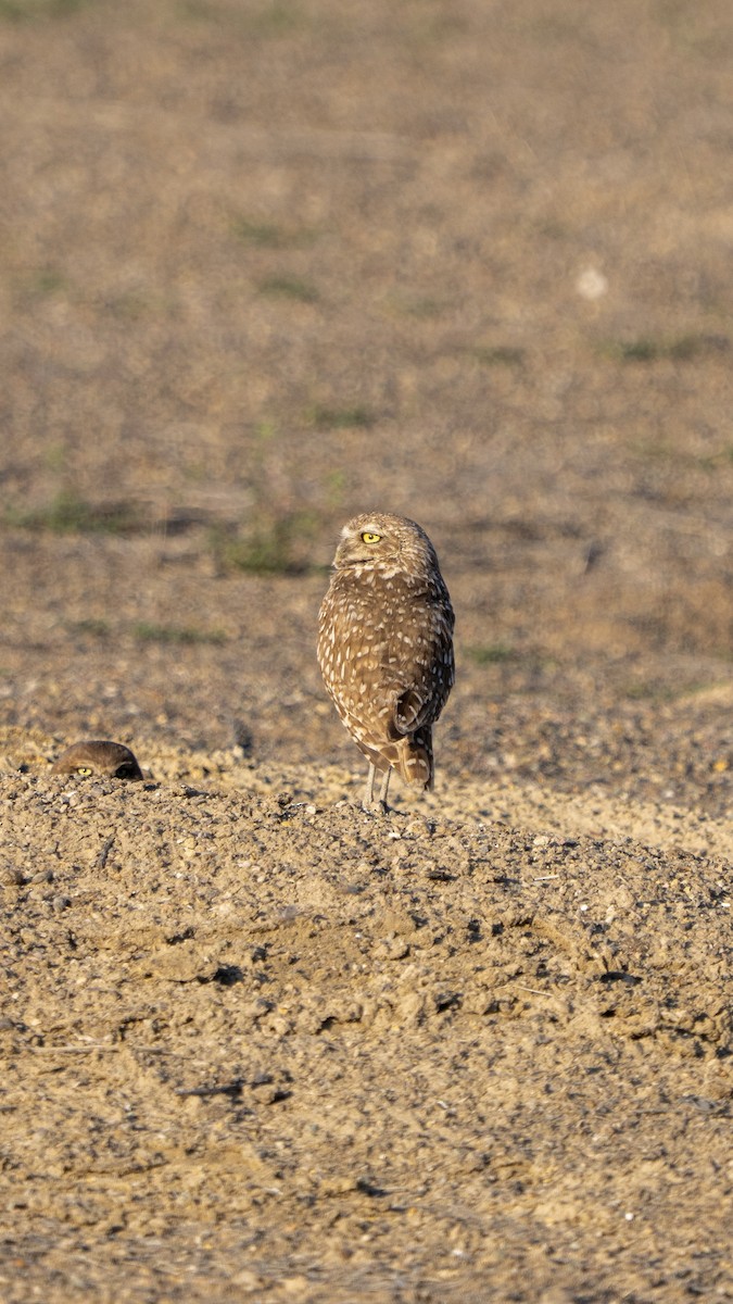 Burrowing Owl - ML638260171
