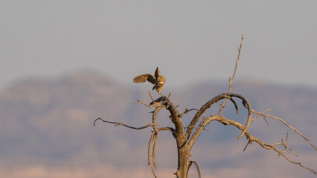 Burrowing Owl - ML638260172