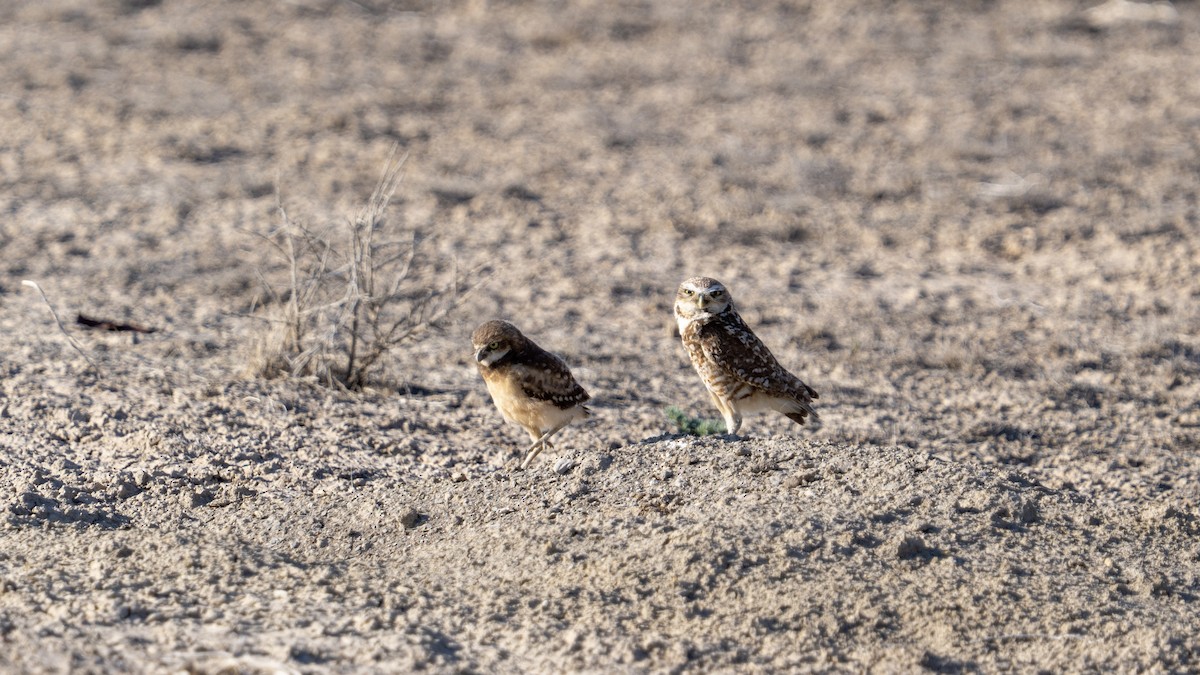Burrowing Owl - ML638260173