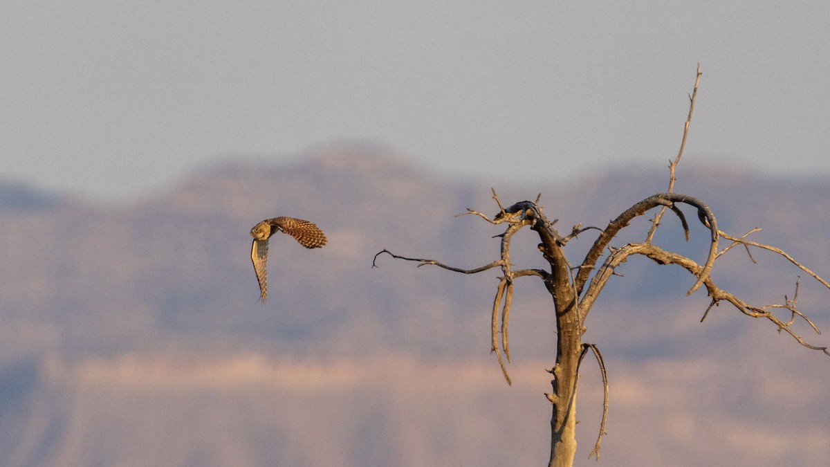 Burrowing Owl - ML638260175