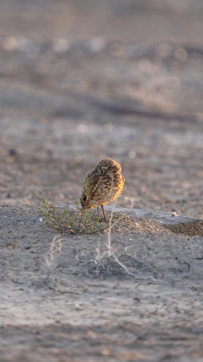 Burrowing Owl - ML638260176