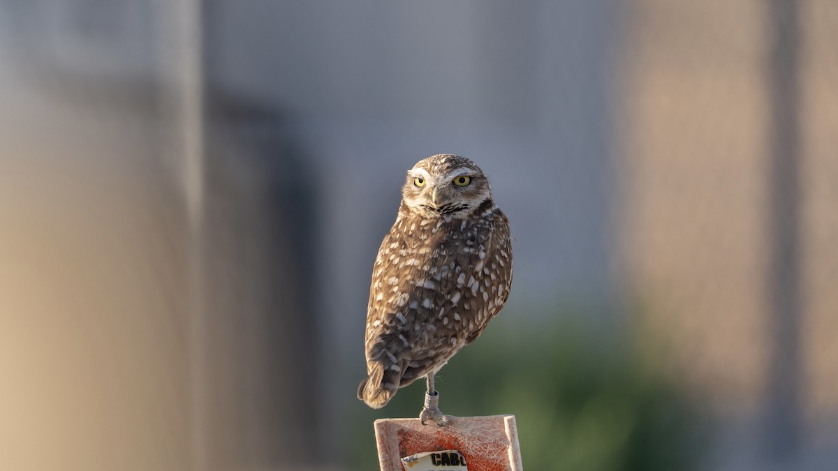 Burrowing Owl - ML638260177